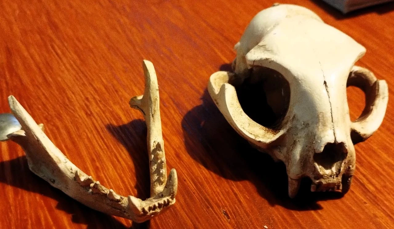 Caveira Gato Decorativa Cranio Skull – photo 4